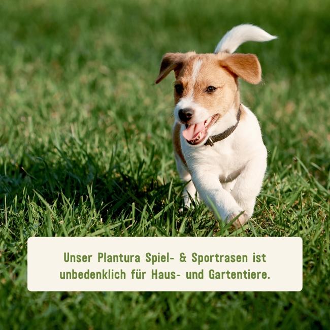 Strapazierfähiger Rasen für Hunde