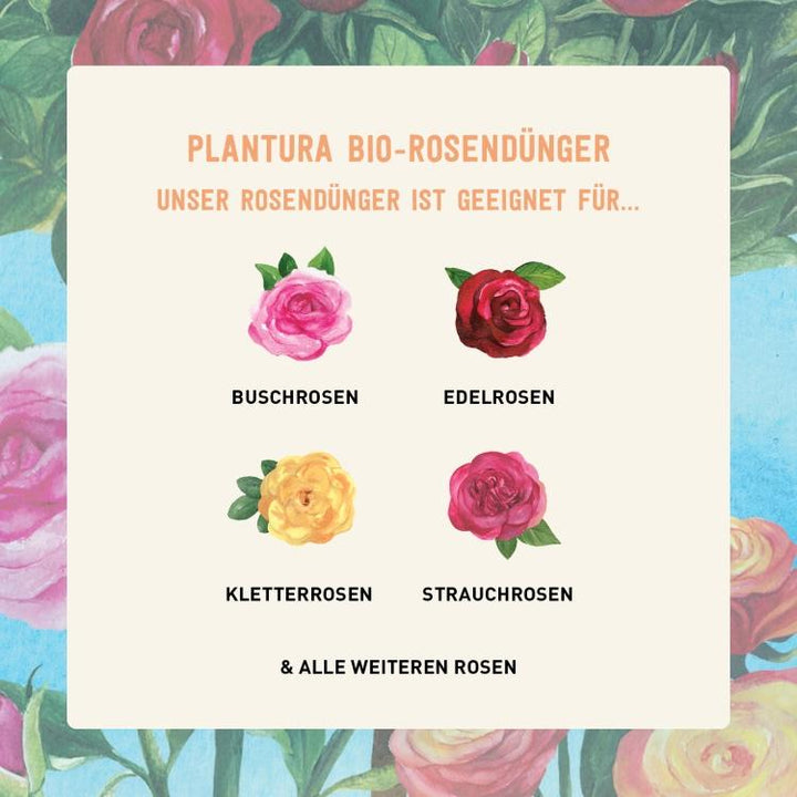 Rosen-Düngung mit Plantura Rosendünger