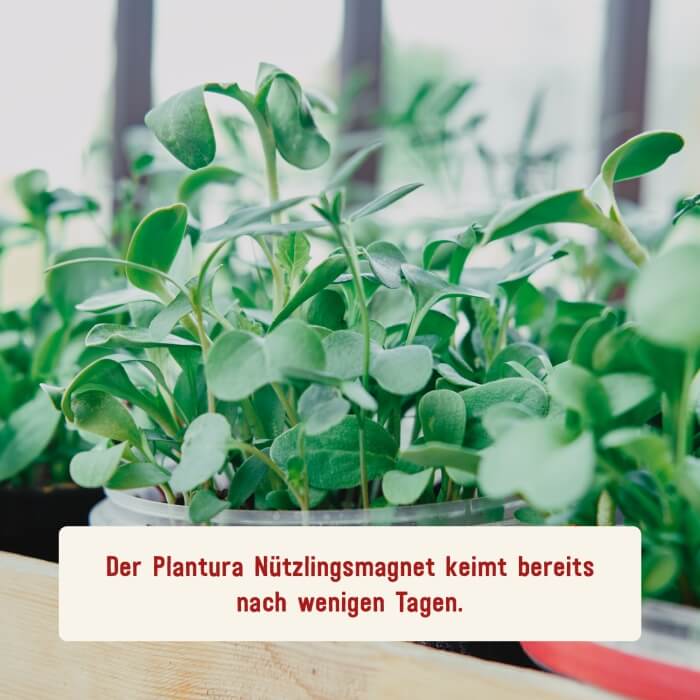 Schnellkeimendes Saatgut für Nützlingswiese