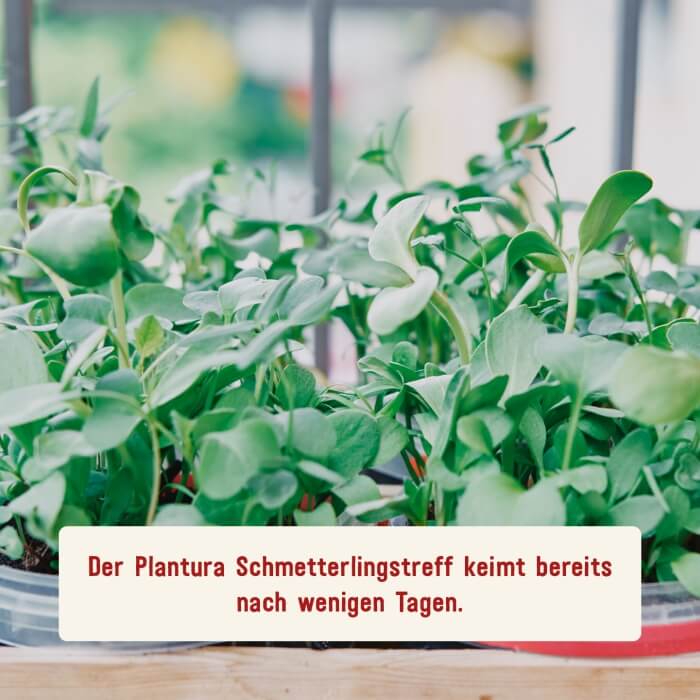 Schnellkeimendes Saatgut für Schmetterlingswiese