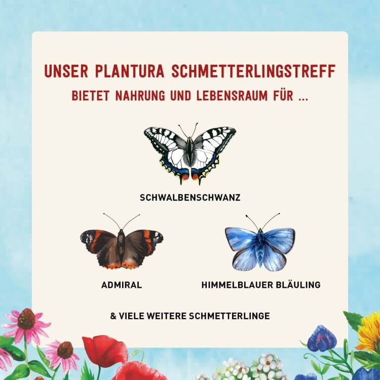Schmetterlinge im Garten anziehen