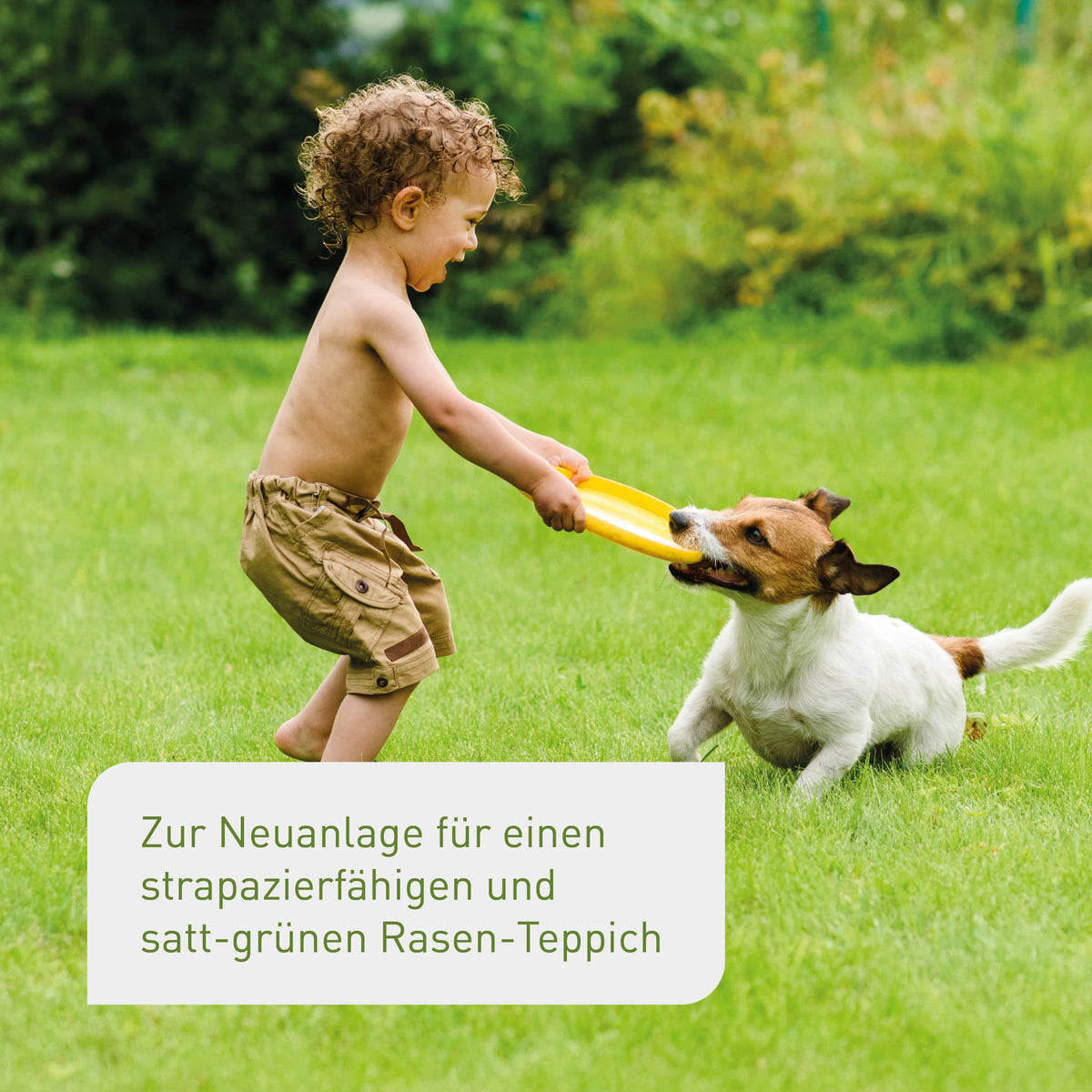 Rasen im Hausgarten