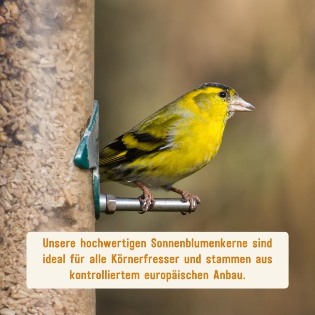 Sonnenblumenkerne an Vögel verfüttern