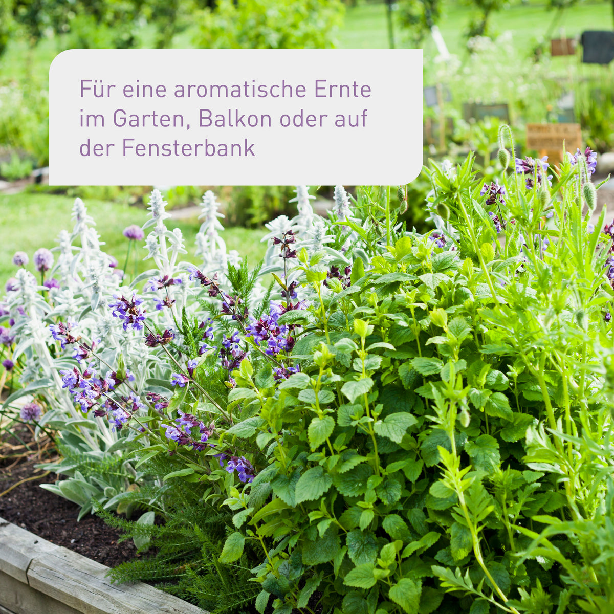Ergebnis des Plantura Stadtgarten Starter-Sets
