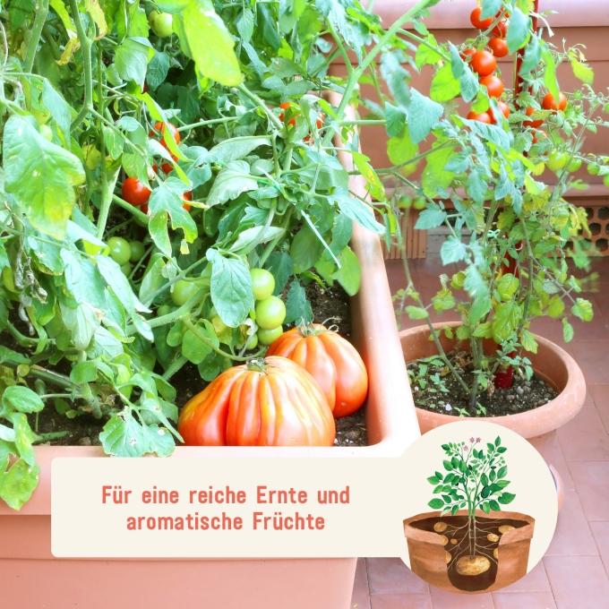 Flüssigdünger für Tomaten für eine reiche Ernte