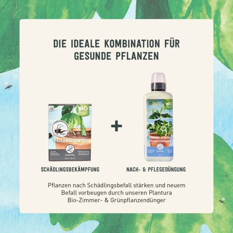 Trauermücken mit Spritzmittel und Dünger loswerden