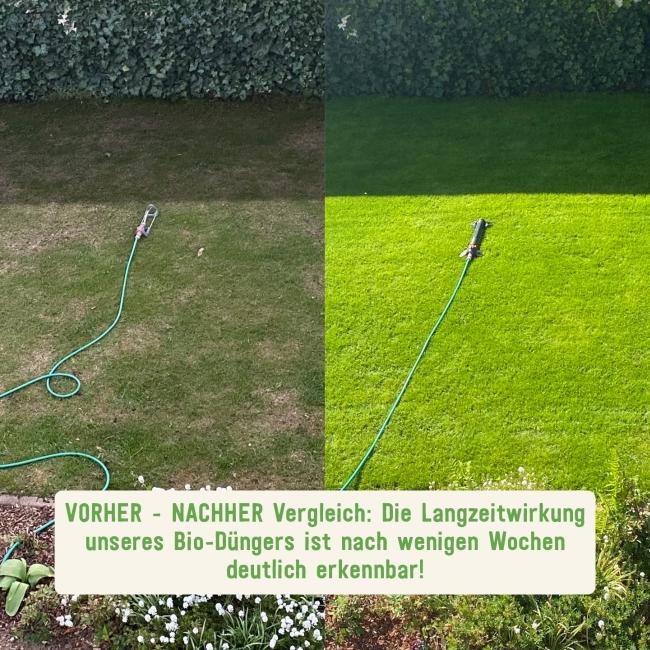 Grasdünger Rasen vorher und nachher