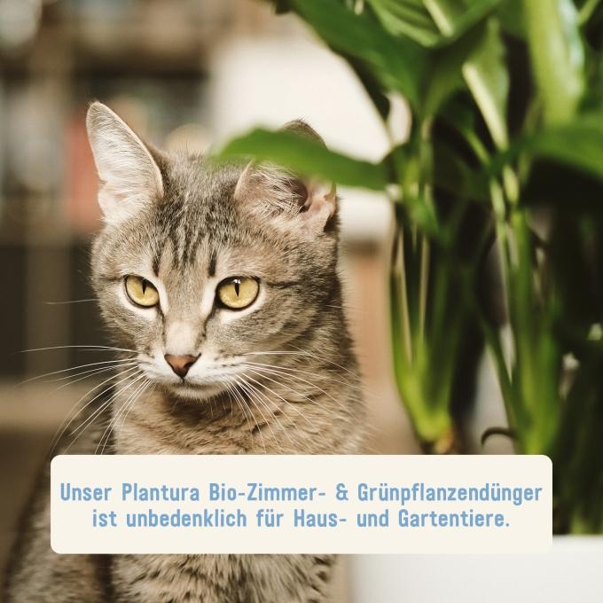 Zimmerpflanzendünger unbedenklich für Tiere