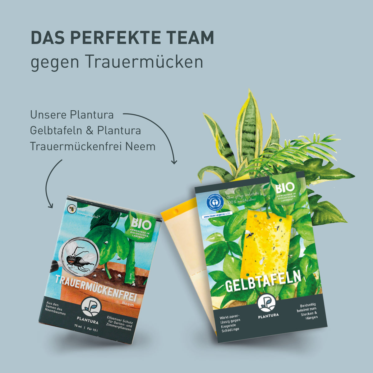 Zimmerpflanzen-Set gegen Trauermücken