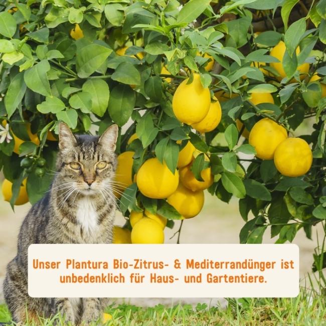 Plantura Bio-Zitrusdünger unbedenklich für Tiere